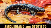 New book delivers everything you want to know about 'Amphibians and Reptiles of Wisconsin'