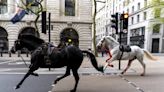 FOTOS y VIDEOS | Caballos desbocados crearon caos en el centro de Londres; hay 4 heridos