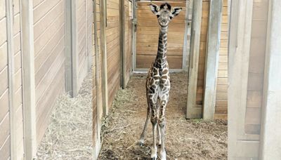 Zoo celebrates the birth of healthy baby giraffe