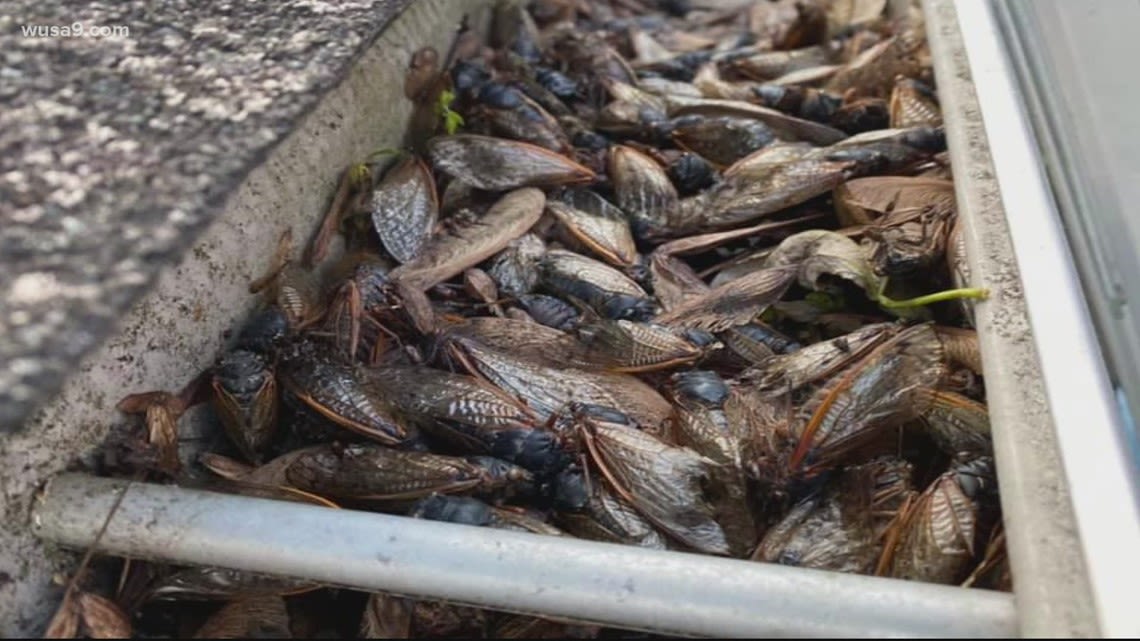 Rotting cicadas 'free fertilizer' for trees, gardens and yards, experts say. Here's why