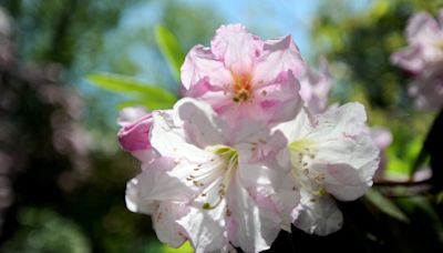 Rhododendron Festival returns to Cape Cod. Here's what to know for this year's event.