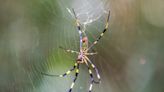 Already Entrenched in Georgia, Invasive Joro Spiders Are "Poised" to Invade North American Cities