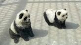 Chinese zoo under fire after dyeing dogs black and white for 'panda' exhibit