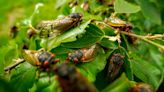 They’re coming and police are asking people to stop calling 911 over loud noises – it’s cicadas