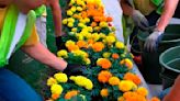 34th Midland Blooms to plant marigolds on Eastman May 18