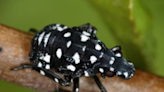 Spotted lanternflies are ready to make their 2023 debut. Will it be worse than last year?