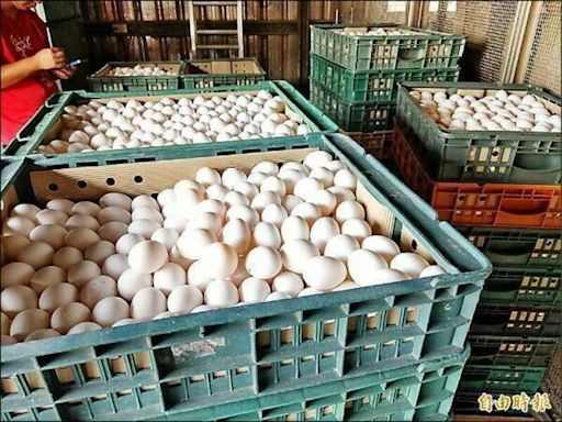 蛋價回復疫情前水準 農業部協助淘汰寡產母雞