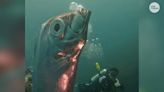 Deep-sea surprise: Watch Taiwanese divers encounter rare giant oarfish