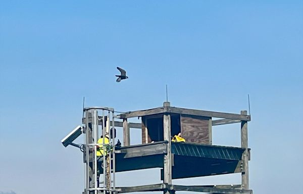 Port Authority crews protect falcon nests from bridge construction