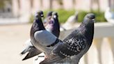 El patrimonio de Tarragona, en peligro por los excrementos de paloma