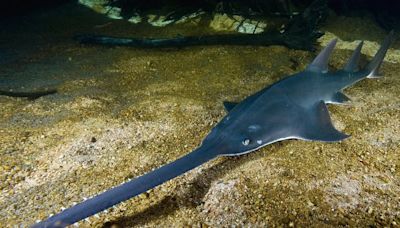 Florida intensifica la investigación sobre el fenómeno marino que afecta a especies en peligro