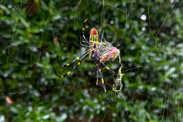 The invasive Jorō spider has landed in Bucks County, Pa. Here’s what to know about the giant flying arachnid.