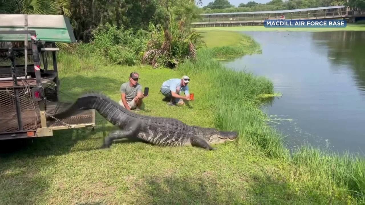 Gator found on Air Force base renamed ‘MacDill,’ released back into wild
