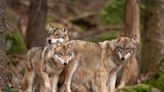 AI and blockchain could help bring wolves back to the UK