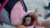 Five puppies shoved in tiny bag rescued from woman trying to sell them