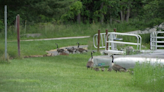 Sit Back and Relax: Gifford Geese