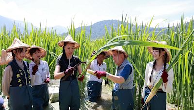 埔里農會「茭點女神」徵選開跑 許淑華體驗茭白筍採收