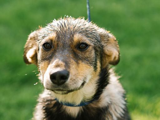 ‘My neighbour’s dog broke into my garden - he had a go at me about it'