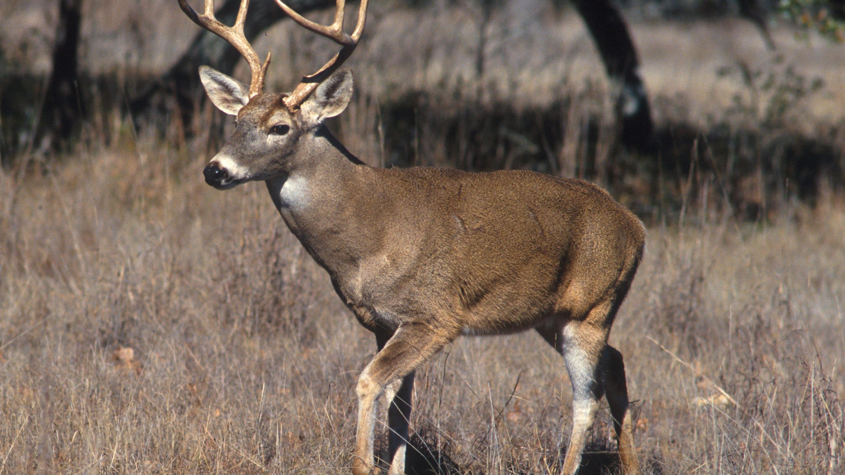 Commission tweaks Michigan deer hunting rules, keeping one ban and creating another