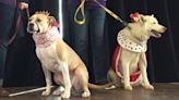 Vote for the canine king and queen of the 2024 St. Paul Winter Carnival in the Doggie Depot contest