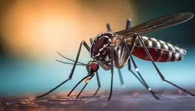 Descienden los contagios de dengue en Argentina: ya son 314 los fallecidos y se registran 464.249 casos