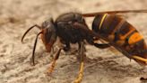 Get rid of invasion hornets and wasps using expert's 'best method'