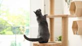 My Pet World: Cat riding dilemma and taming the feline acrobat