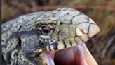 Tegu lizard found in Athens; new law forbids their sale beginning in December
