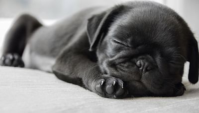 These Pups Make the Best Lap Dogs When You Need a Good Snuggle