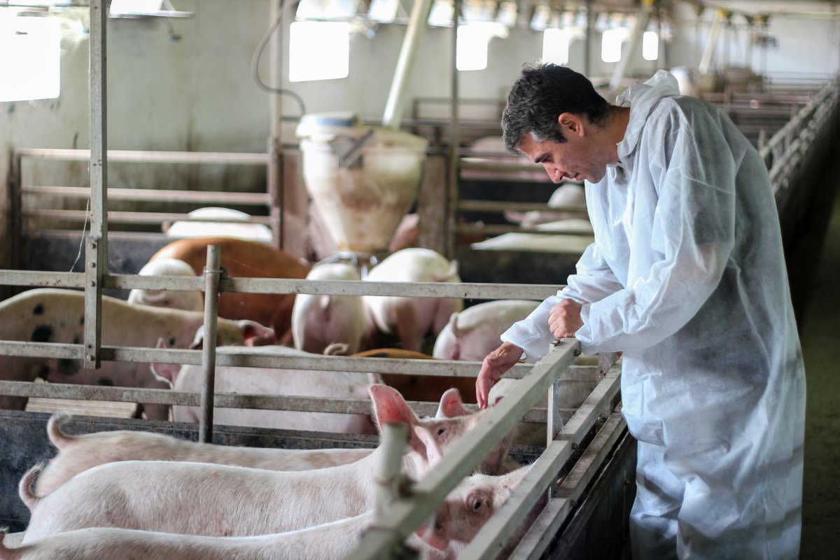 Intensive farming may up pandemic risk, myth-busting study warns