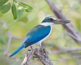 Collared kingfisher