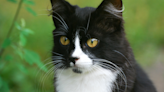 Dapper Tuxedo Cat Tries His Best to Fool Humans Into Thinking He’s One of Them