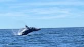 Watch humpback whale wow boaters near Bathurst