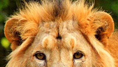 Getting a close-up look at a Cotswold Wildlife Park lion