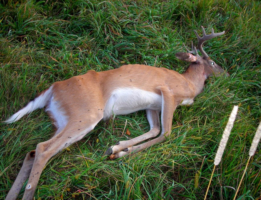 DNR reports record-high number of CWD-positive deer in Wisconsin from 2023-24