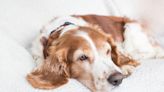 Bilious Vomiting Syndrome in Dogs: Causes, Symptoms, and Treatment