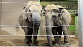 Belfast elephants packing their trunks for nursing home