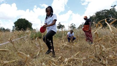 Fake fertilisers spoil more than half of Kenya's agricultural land, farmers claim