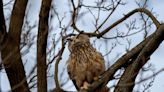 Owls like Flaco eat rats. Can they be the answer to NYC’s rat problem?