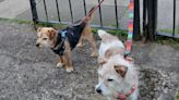 #DogsAtPollingStations: Your pet pictures from York and North Yorkshire