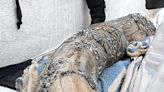 Fossil-hunting diver says he has found a large section of mastodon tusk off Florida’s coast