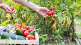 How to start a vegetable garden as a beginner, according to experts | CNN Underscored