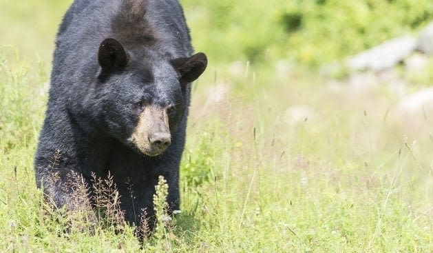 Black bear attacks 3-year-old girl in Montana