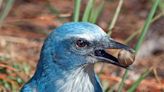 Environmental Conservancy of North Port targets parcels for Florida Scrub-Jay habitat