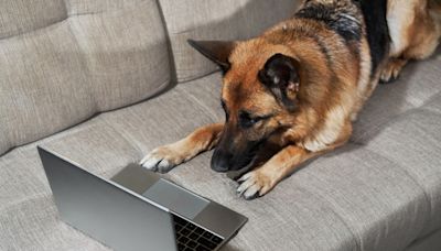 German Shepherd Adorably Demands Playtime as Soon as Mom Shuts Her Laptop