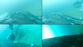 Humpback whales caught on film for 1st time treating themselves to a full body scrub on the seafloor