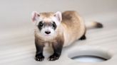 How a Cloned Ferret Inspired a DNA Bank for Endangered Species