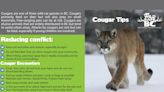 Cougar spotted near Pine Park in Keremeos