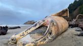 Fourth whale death on Oregon Coast called 'coincidence,' but gray whale numbers declining