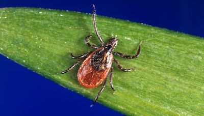 WA Dept. of Health: Tick travel tips to remember this summer